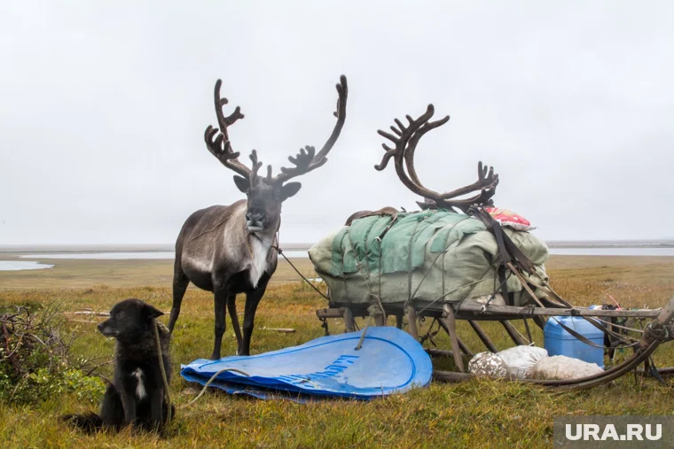 Овчинников провел в ямальской тундре 147 дней