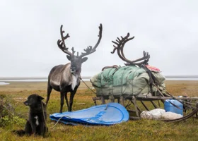 Основатель «Додо Пиццы» снял документальный фильм о пребывании в ямальской тундре