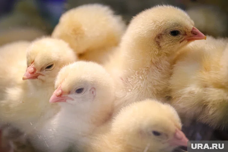 Завол стал производить почти на 80% больше куриных полуфабрикатов