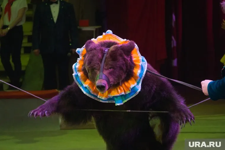 Медведь мог стать агрессивным из-за действий зрителей (архивное фото)