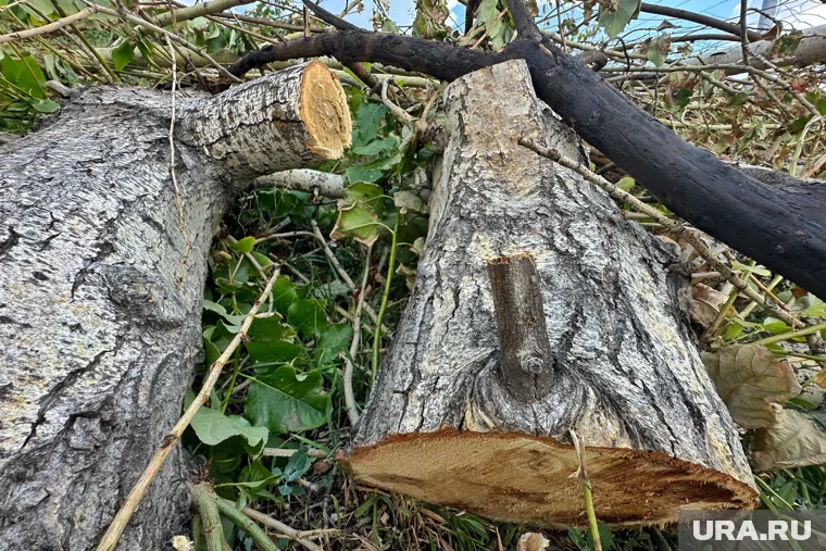 Мужчина срубил деревья, чтобы освободить застрявший грузовик