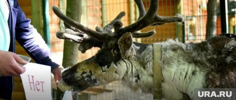 Олень по кличке Яша считает, что победит Россия