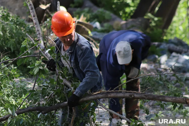 Мэрия Кургана затянула с вырубкой деревьев и заплатит компенсацию
