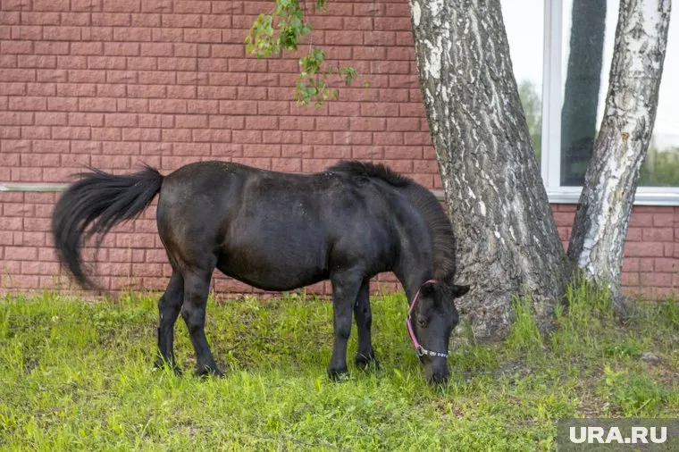 Несколько лошадей паслись прямо в одном из микрорайонов Нефтеюганска