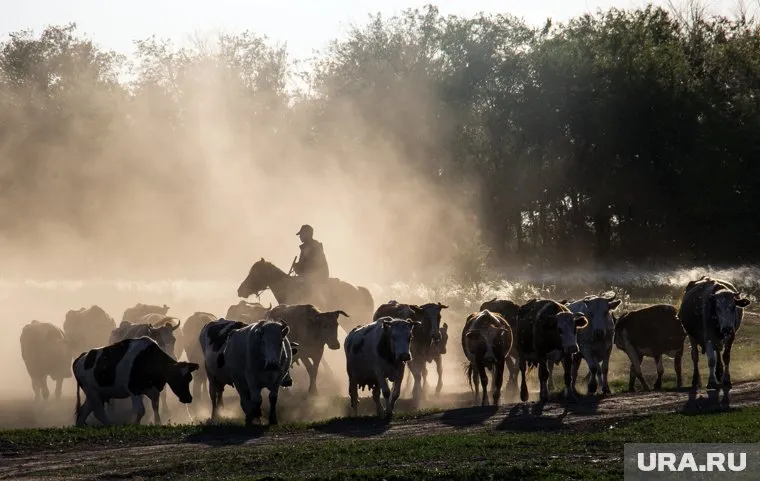 Двух пастухов из Казахстана задержали на курганской границе