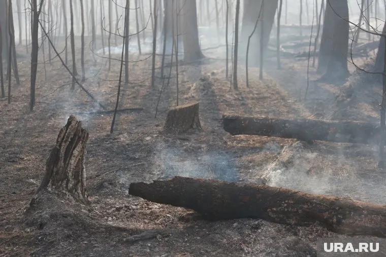 Синоптики объявили в Свердловской области предупреждение из-за лесных пожаров