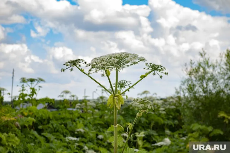 Ученые планируют использовать для лечения болезней вещества, содержащиеся в растении