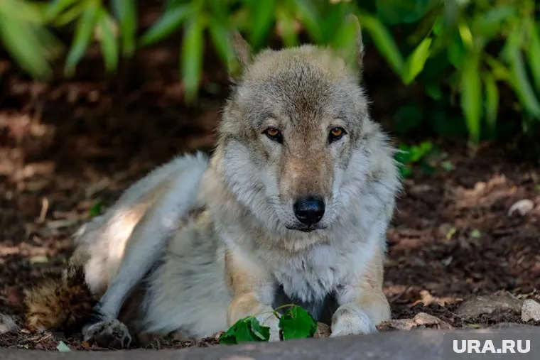 Хищника видели в нескольких районах села