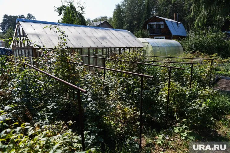 Банановая кожура поможет дачникам избавиться от муравьев в огороде