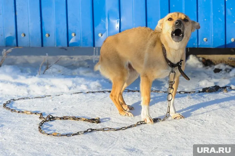 Из-за несовершенства законодательства в России процветают мучители животных