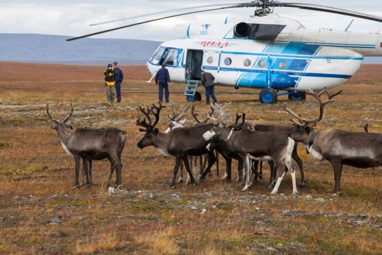 Досрочное голосование оленеводов. ЯНАО. Ямал. Салехард, вертолет, ямал, олени