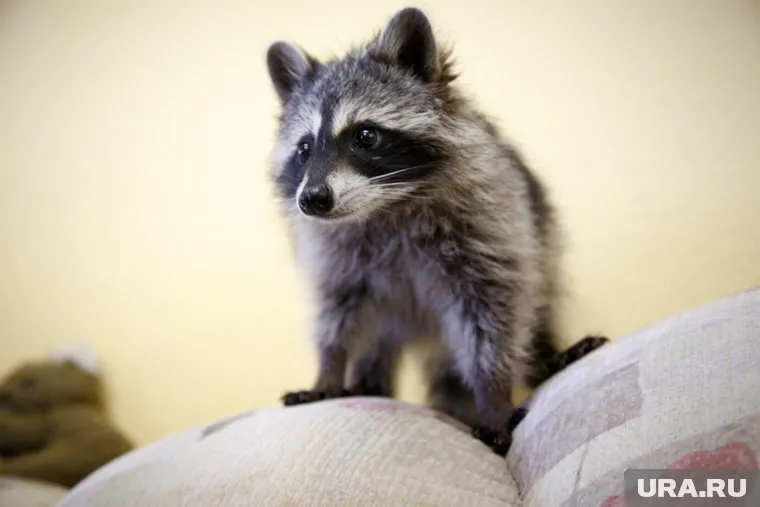 Енота на охоте поймала собака пенсионера