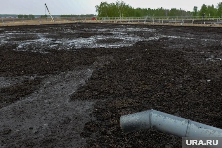 Навоз сливался за пределы отведенных на это территорий (архивное фото)