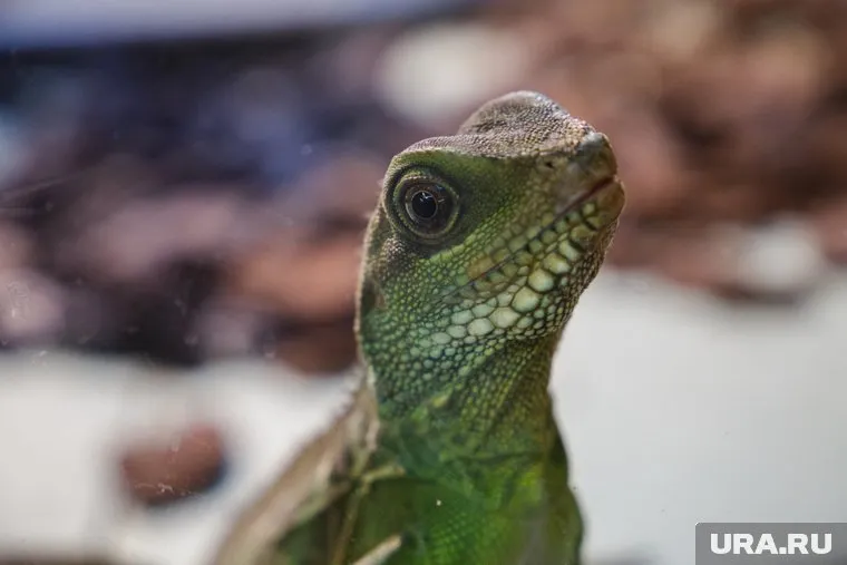 Ящерица занесена в Красную книгу Челябинской области