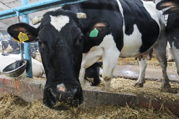 Коровы. Москва