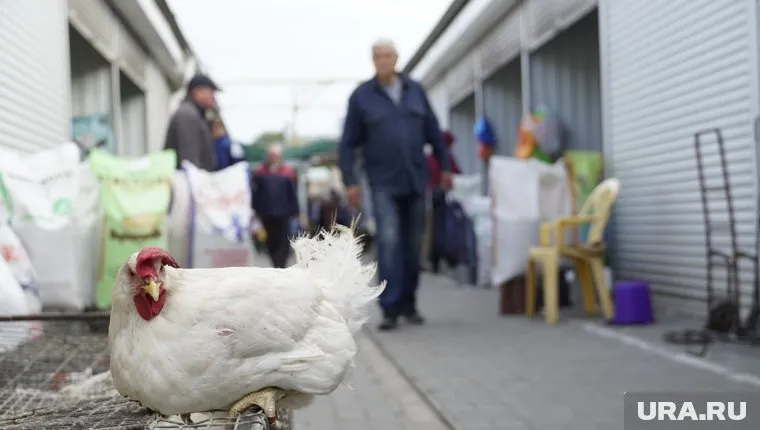 Венгерскую вакцину против птичьего гриппа проверили на соответствие стандартам качества и допустили к использованию