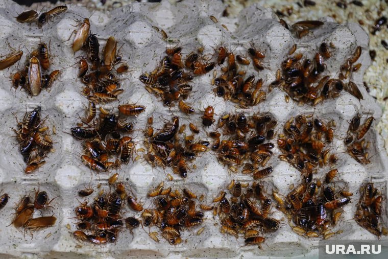 Один из челябинских суши-баров заполонили тараканы. Фото