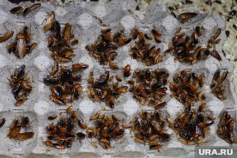 По одной из версий, насекомые атаковали суши-бар, переместившись с расположенного рядом рынка