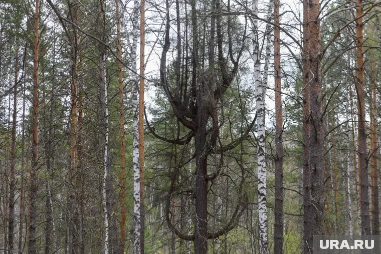 Жук уничтожает преимущественно пихту