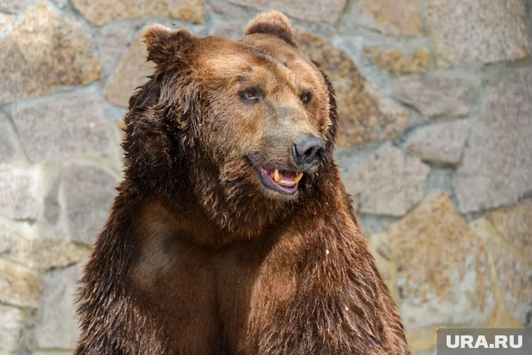 В Петропавловске-Камчатском зафиксировано большое количество обращений из-за появлений медведей в городе