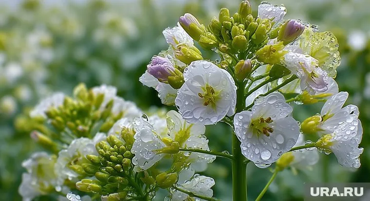 Масличная редька как сидерат дает большое количество зеленой массы для перегноя