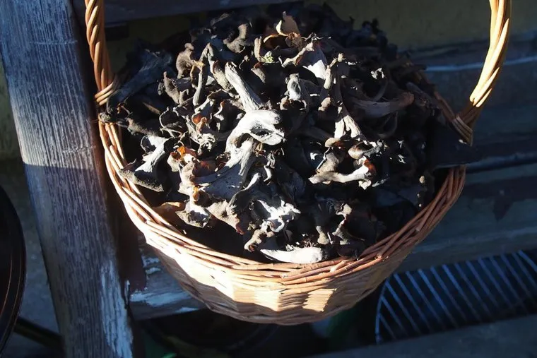 Черные лисички вкусные, ароматные и дорогие