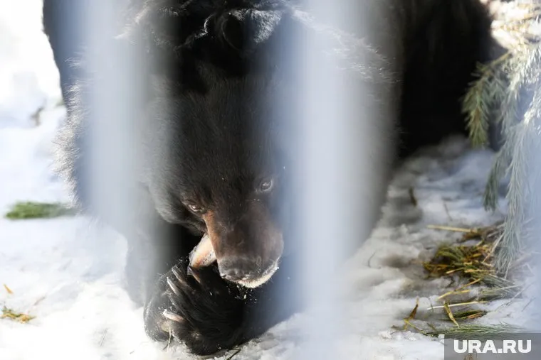 Жителей Артемовского призвали быть осторожнее из-за возможного появления медведя