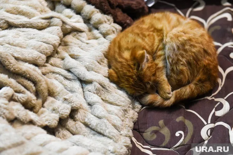 Осенью метаболизм замедляется, и хочется меньше двигаться