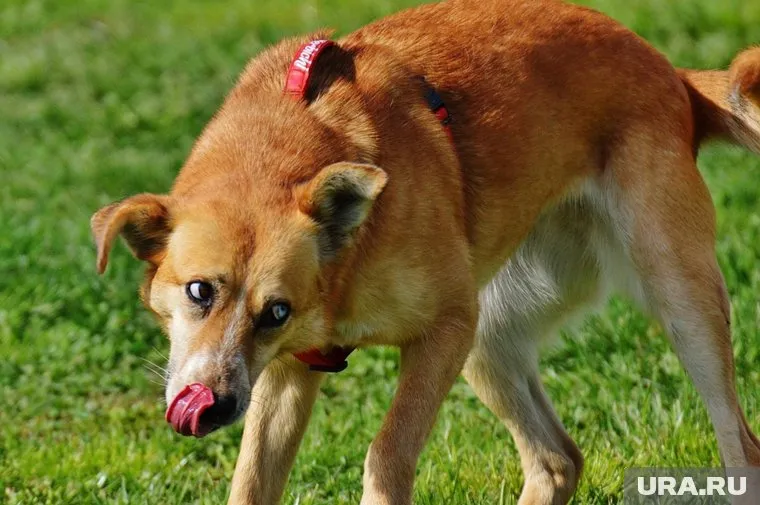 Сторож стал жертвой голодных собак