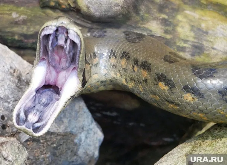 Уральский исследователь нашел гигантскую анаконду