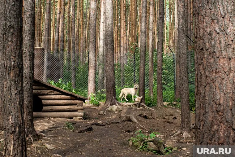 Специалисты разложили 4000 съедобных доз вакцины для животных (архивное фото)