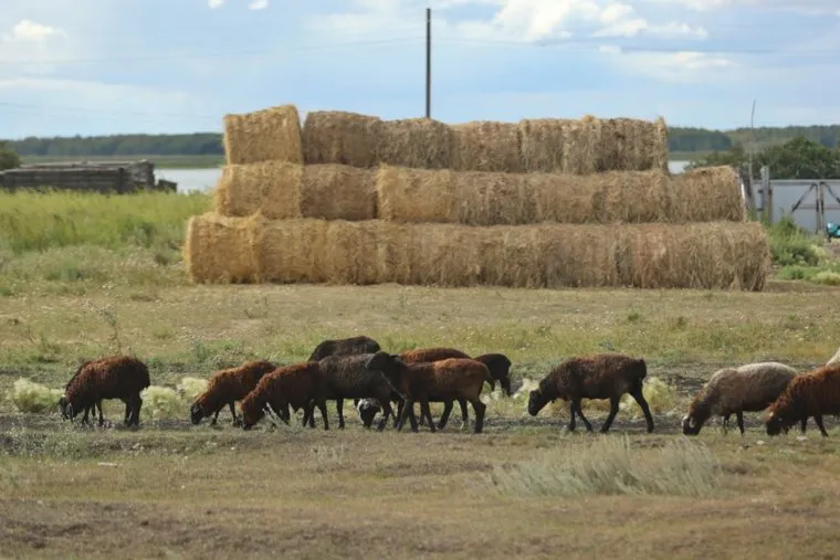 Деревня Чебаки. Макушинский район. Курган