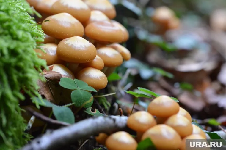 Деревья в лесу усыпаны опятами (фото из архива)