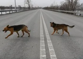 В Подмосковье выплатили компенсацию детям, на которых напали бездомные собаки