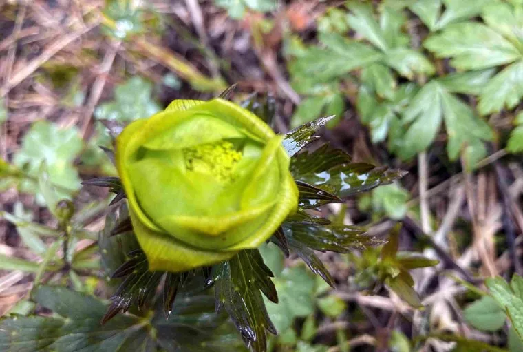 Купальница опередила свой среднемноголетний срок цветения на две недели