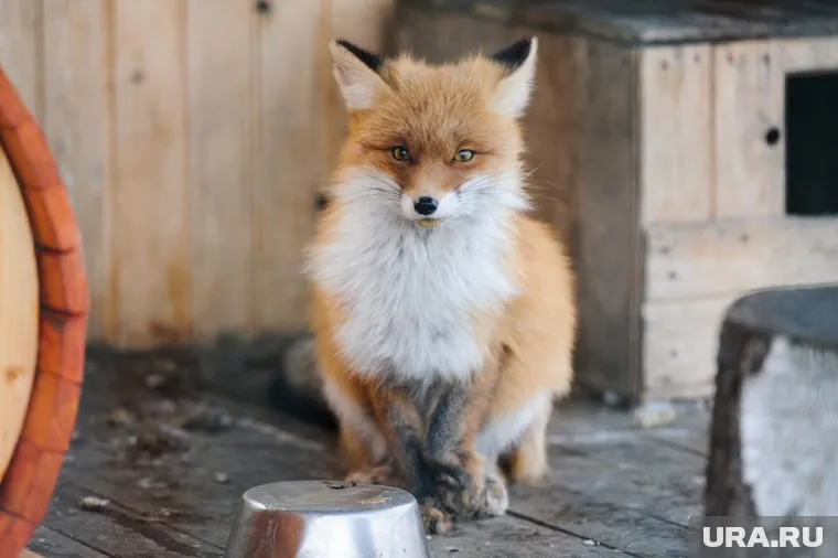 Всем пострадавшим от укусов лисы теперь ставят прививки от бешенства
