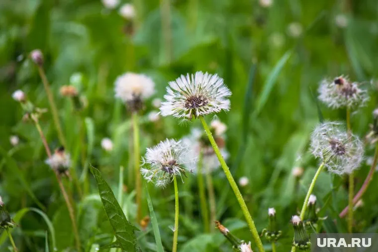 Штраф ждет дачников не за одуванчики, а только за борщевик