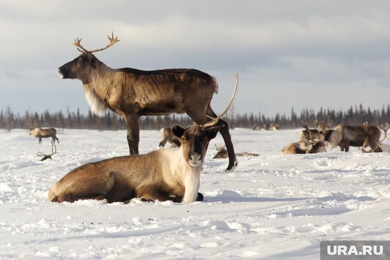 На Ямале олени гибнут от голода