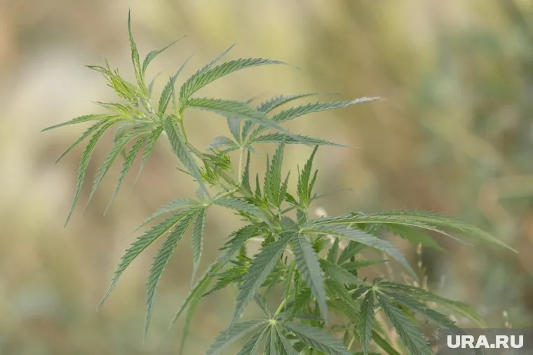 Медработник изготавливал наркотики из дикорастущей конопли