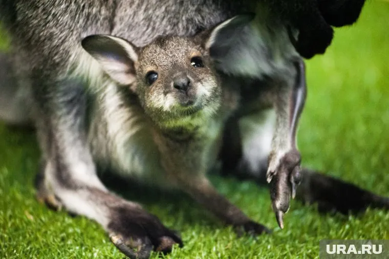 Кенгурята стали пропадать из зоопарков