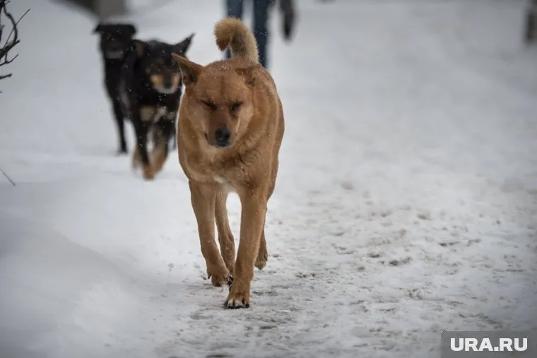 От стаи собак девочку спасла случайная прохожая (архивное фото)