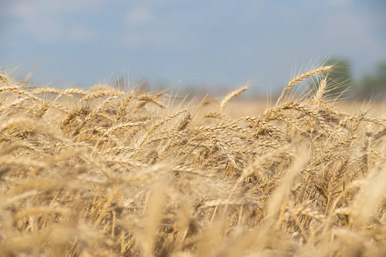 Уборка зерновых в Херсонской области. Херсон