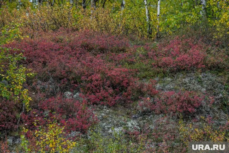 В тундре Тазовского района потерялся местный житель