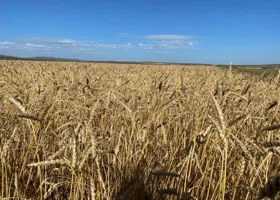 Сбор урожая завершили в регионах УрФО