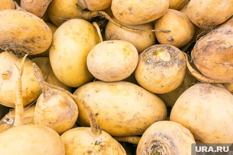 Узбекские производители поставили в регион репу и редьку