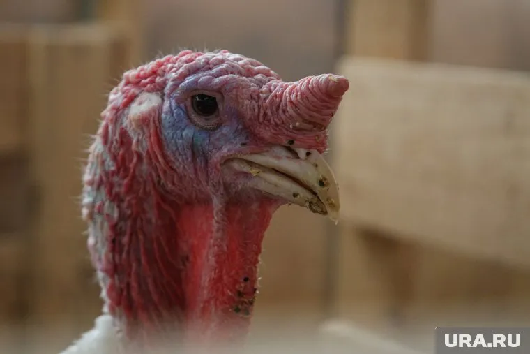 Рост цен на индейку обусловлен возросшими затратами на логистику