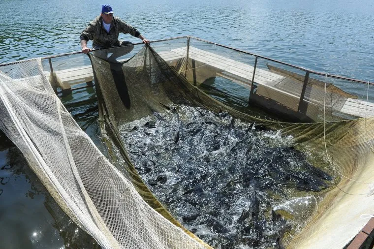 Рыбовод Лопатин ООО ЮРПартнер Челябинск, садок, рыба, осетр