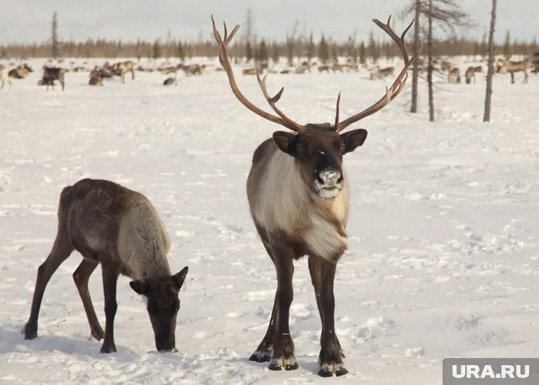 Житель Шурышкарского района ЯНАО обвиняется в незаконном убийстве оленя