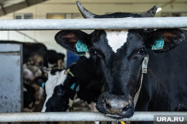 Партию бычьей спермы из США провезли через Кольцово