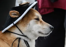 В ХМАО вырос спрос на необычные услуги для домашних животных